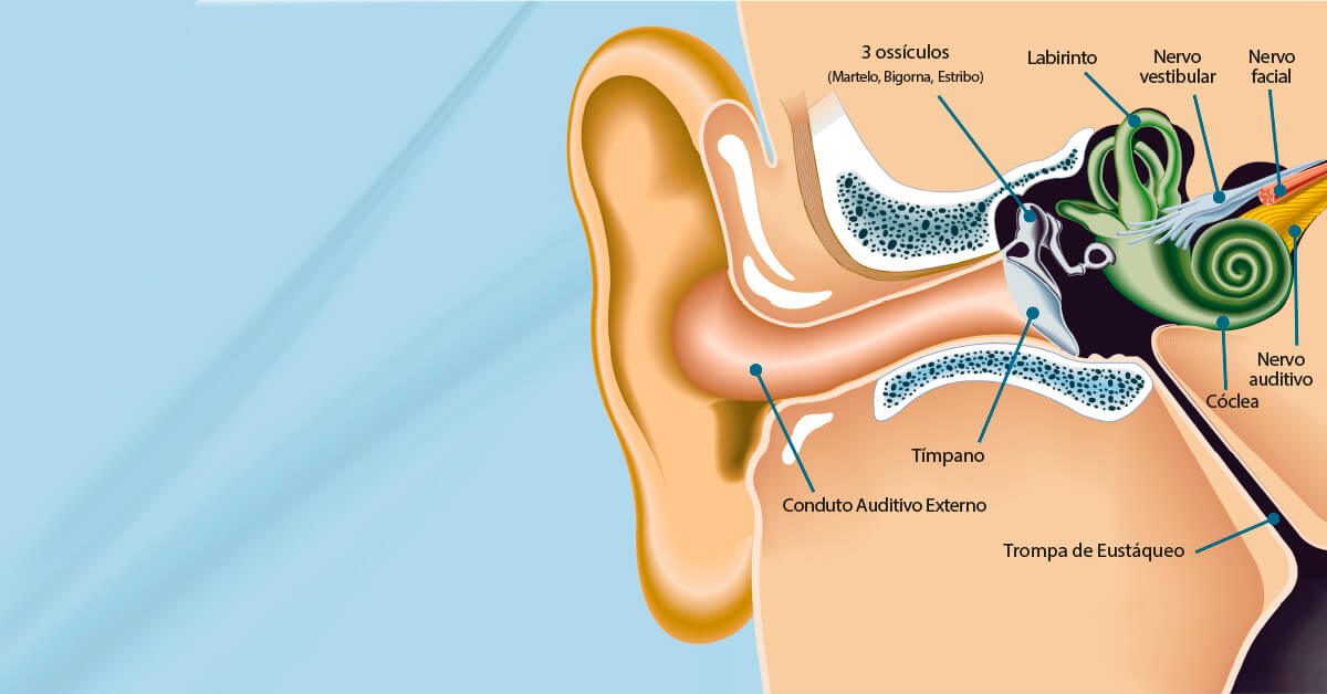 banner-blog-curiosidades-sobre-sistema-auditivo